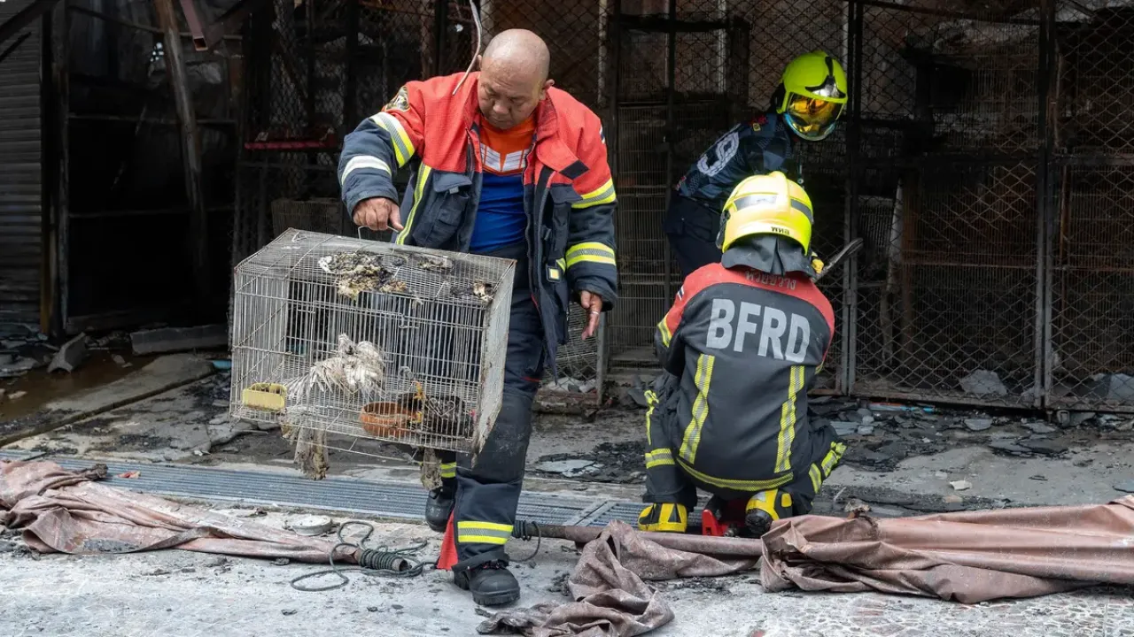 Sorotan Kondisi Hewan Pasca Tragedi Kebakaran di Pasar Chatuchak Bangkok