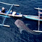 Harga Paket Wisata dan Jam Buka Hiu Paus Botubarani Gorontalo